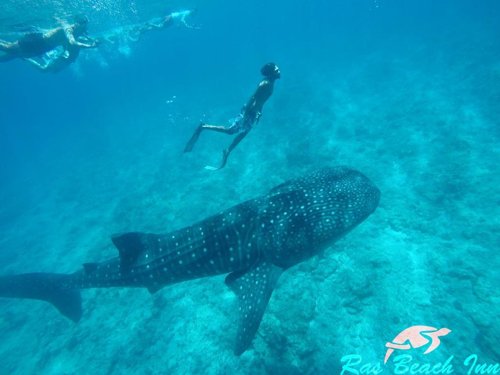 Ras Beach Inn Rasdhoo Buitenkant foto