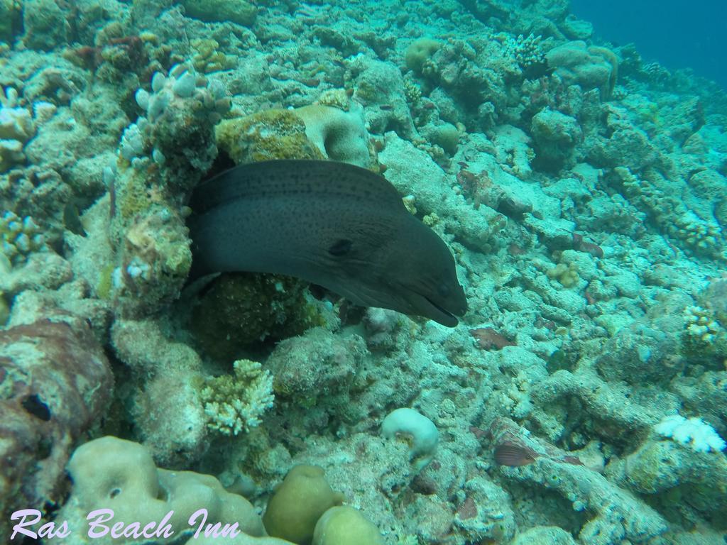 Ras Beach Inn Rasdhoo Buitenkant foto