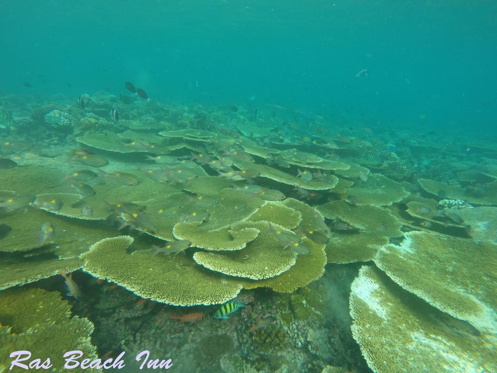 Ras Beach Inn Rasdhoo Buitenkant foto